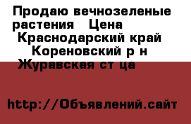 Продаю вечнозеленые растения › Цена ­ 1 500 - Краснодарский край, Кореновский р-н, Журавская ст-ца  »    